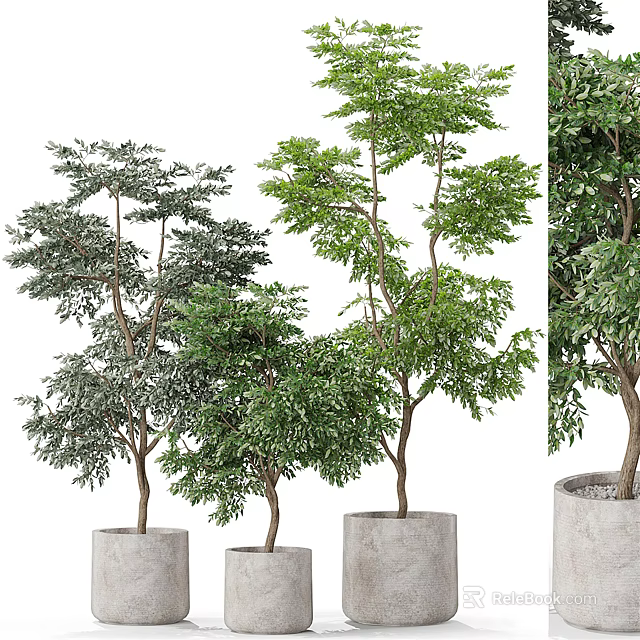 Bonsai Potted Plants With Green Leaves And Cement Pots For Home Decoration 3d model 