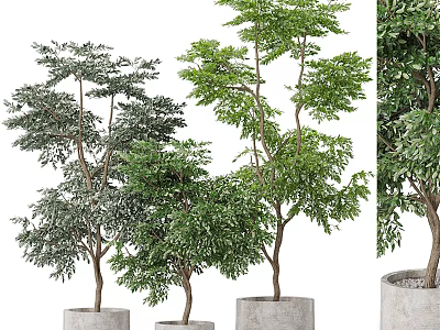 Bonsai Potted Plants With Green Leaves And Cement Pots For Home Decoration 3d model