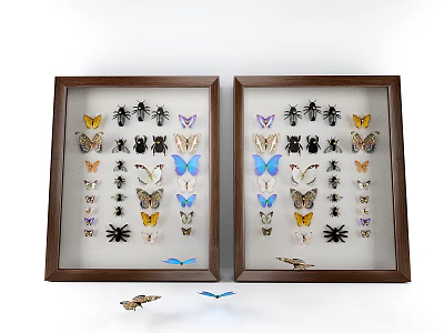 Two Decorative Wooden Framed Butterfly And Insect Specimens Collection 3d model