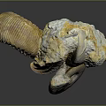 Detailed Ancient Marine Ammonite Fossils With Spiral Shell Structures And Varied Colors