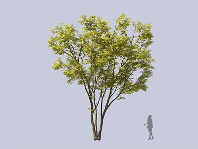Tall Arbor With Lush Green Leaves And Strong Trunk In Garden Landscape Design 3d model
