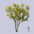 Tall Arbor With Lush Green Leaves And Strong Trunk In Garden Landscape Design