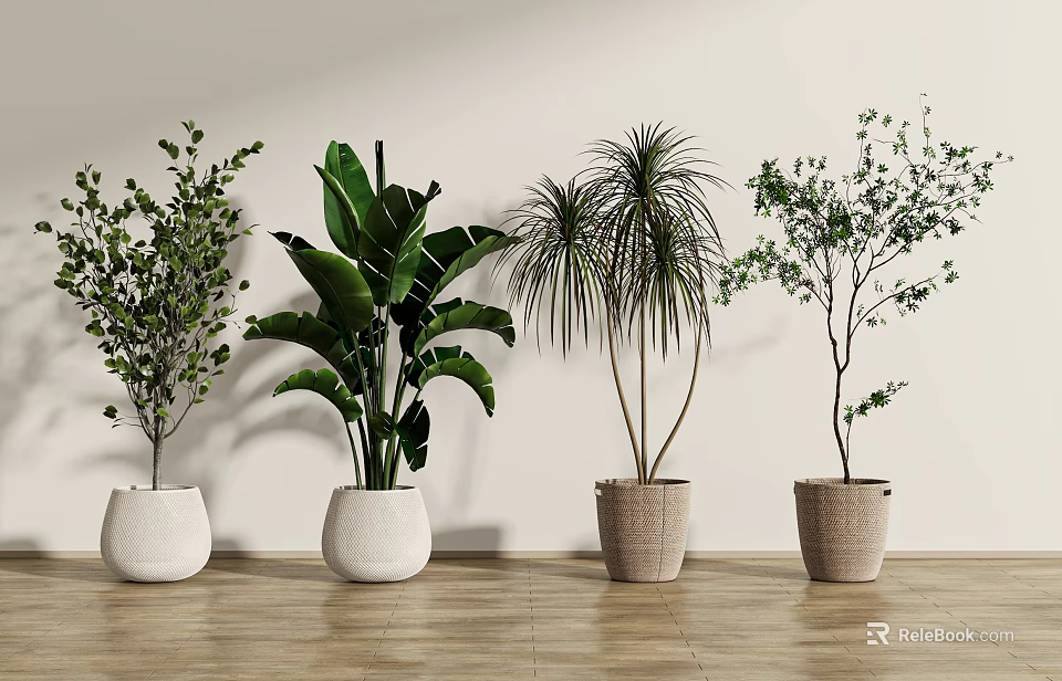 Indoor Potted Plants With Various Leaf Shapes In White And Brown Pots On Wooden Floor 3d model 