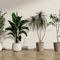 Indoor Potted Plants With Various Leaf Shapes In White And Brown Pots On Wooden Floor