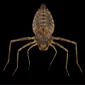 Brown Aquatic Insect With Long Legs And Segmented Body Isolated On Black Background