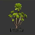 Green Succulent Plant With Multiple Branches Plump Leaves In Black Square Pot And Pebbles