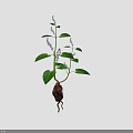 Green Leafy Flowering Herb Plant With Small Purple Flowers Brown Root And Fresh Stems