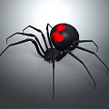 Black Widow Spider With Black Body Red Marking And Long Legs On Gray Background