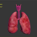 Medical Device Anatomical Lung Model With Detailed Trachea Structure