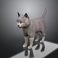 Gray Cat With Yellow Eyes Standing On Reflective Surface In Dark Background