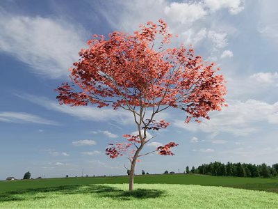 Red Leaf Arbor in Green Lawn Under Blue Sky With White Clouds and Distant Forest 3d model