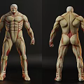 Game Film Character 3D Model With Detailed Muscle Structure Anatomical Design Front Back View