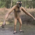 Reptile Lizard Standing In Natural Forest Habitat With Extended Limbs