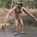 Modern northern white-cheeked gibbon animal creatures 3d model