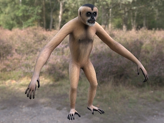 Modern northern white-cheeked gibbon animal creatures 3d model