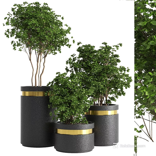 Elegant Modern Garden Decor With Black Planters Gold Accents And Lush Green Foliage Plants 3d model 