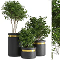 Elegant Modern Garden Decor With Black Planters Gold Accents And Lush Green Foliage Plants