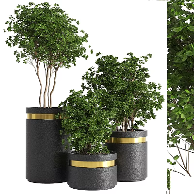 Elegant Modern Garden Decor With Black Planters Gold Accents And Lush Green Foliage Plants 3d model