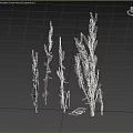 Dried Herbaceous Plants With Brown Yellow Slender Branched Stems In Natural Growth On Gray Background