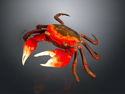Vibrant Red And Orange Crab With Large Claws Isolated On Gray Background Close Up View 3d model
