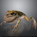 Vibrant Yellowish Brown Frog With Swollen Throat And Long Legs On Dark Background