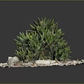 Green Leafy Succulent Plants On Circular White Pebble Base With Small Stones And Colorful Pebbles