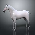 Realistic 3D Rendered White Horse Standing On Dark Background With Reflection 3d model