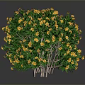 Potted Shrub Plant With Yellow Flowers And Green Leaves In Round Shape
