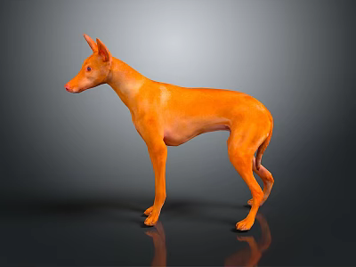 Orange Dog Standing Pose Against Dark Gray Background With Reflective Surface 3d model