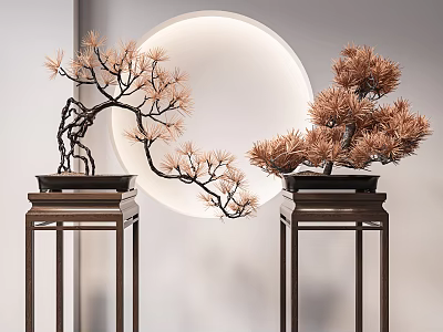 Pine Bonsai Trees on Dark Wooden Stands with Circular Light Background 3d model