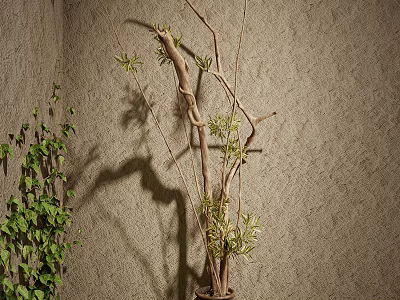 Tall Bonsai Potted Plant With Long Branches And Green Leaves Against Textured Wall 3d model