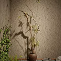 Tall Bonsai Potted Plant With Long Branches And Green Leaves Against Textured Wall