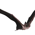 Flying Mammal Bat With Large Ears And Outstretched Wings In Natural Pose