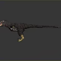 Detailed 3D Model Of Black Feathered Creature With Red Crest Long Tail And Yellow Feet