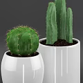 Indoor Bonsai Potted Plants With White Ceramic Pots Succulents And Cacti