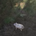 Tortoise In Natural Grassland Habitat With Thick Shell And Short Legs