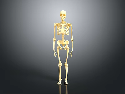 Realistic Golden Human Skeleton Anatomical Model Full Body Standing On Gray Background 3d model