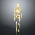 Realistic Golden Human Skeleton Anatomical Model Full Body Standing On Gray Background