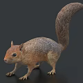 Realistic 3D Squirrel Model With Detailed Fur And Curled Tail In Natural Posture