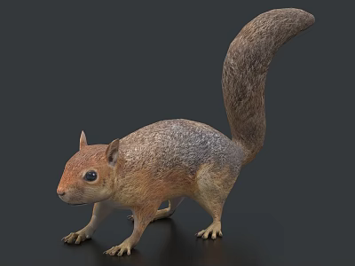 Realistic 3D Squirrel Model With Detailed Fur And Curled Tail In Natural Posture 3d model