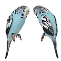 Two Blue Budgerigars Standing Face to Face With Black and White Striped Feathers