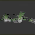 Fresh Green Herbaceous Plants Featuring Lush Spreading Leaves On Dark Background