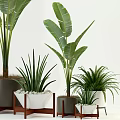 Indoor Potted Plants Collection with Large Leaves Slender Foliage and Ferns in White Dark Pots