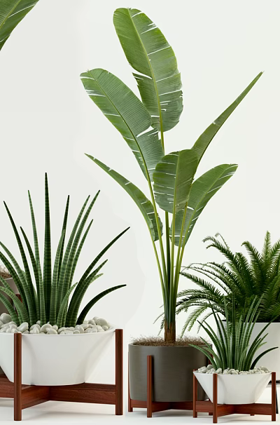 Indoor Potted Plants Collection with Large Leaves Slender Foliage and Ferns in White Dark Pots 3d model