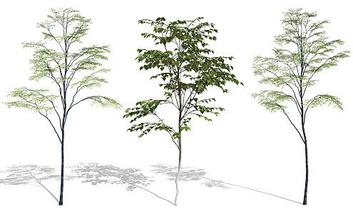 modern tree landscape tree landscape plant hackberry potted plant 3d model