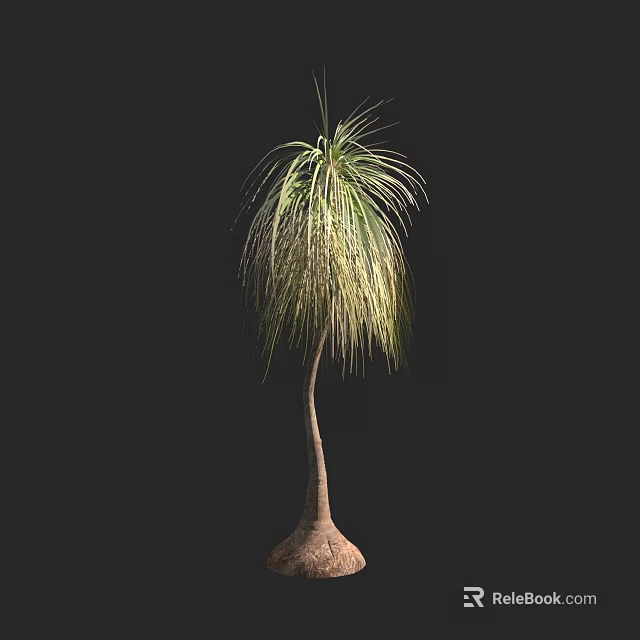 Tall Graceful Arbor Featuring Long Drooping Feathery Leaves and Bulbous Trunk 3d model 