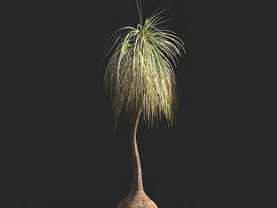 Tall Graceful Arbor Featuring Long Drooping Feathery Leaves and Bulbous Trunk 3d model