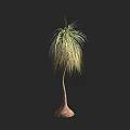 Tall Graceful Arbor Featuring Long Drooping Feathery Leaves and Bulbous Trunk