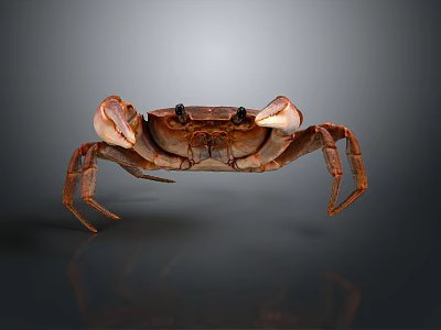 Brown Crab With Large Claws Long Legs And Reflection On Gray Background 3d model
