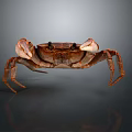 Brown Crab With Large Claws Long Legs And Reflection On Gray Background 3d model
